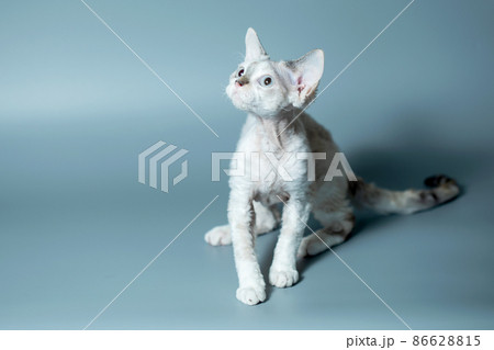 Funny cat breed Devon Rex sitting on a blue background Funny cat breed Devon Rex sitting on a blue background 86628815