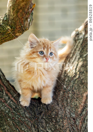 A Cat sitting on a tree A Cat sitting on a tree 86628819
