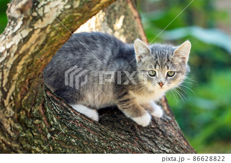 A Cat sitting on a tree A Cat sitting on a tree 86628822
