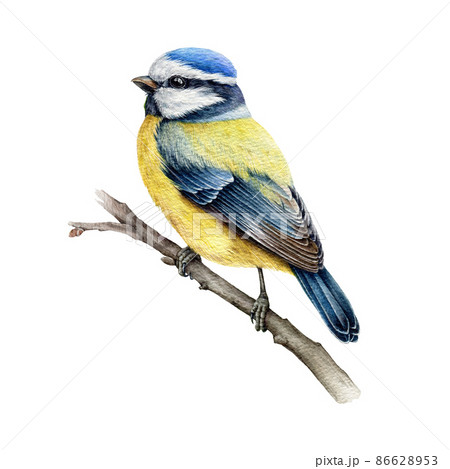 Blue-tit bird on the branch. Watercolor illustration. Hand drawn cute tiny titmouse with yellow and blue feathers. Small european bird watercolor element. Blue-tit avian on white background Blue-tit bird on the branch. Watercolor illustration. Hand drawn cute tiny titmouse with yellow and blue feathers. Small european bird watercolor element. Blue-tit avian on white background 86628953