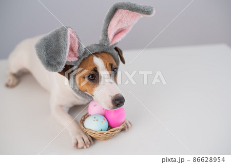 Funny dog Jack Russell Terrier in a bunny costume with a basket of painted eggs on a white background. Catholic Easter symbol Funny dog Jack Russell Terrier in a bunny costume with a basket of painted eggs on a white background. Catholic Easter symbol 86628954