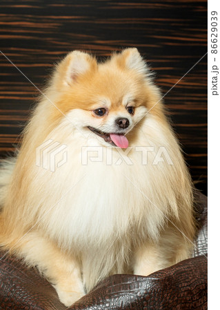 Pomeranian spitz. Cute fluffy charming red-haired Pomeranian Spitz in full growth on white background. Caring for a pet. Pomeranian spitz. Cute fluffy charming red-haired Pomeranian Spitz in full growth on white background. Caring for a pet. 86629039