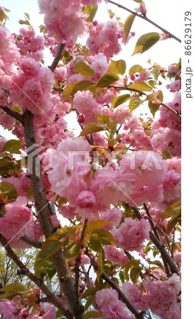 桜 86629179
