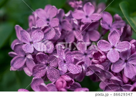 Lilac flowers macro 86629347