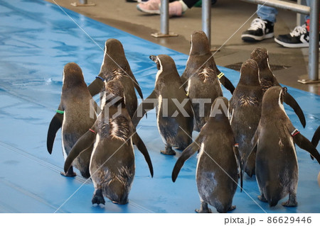 水族館のふれあい広場でお散歩するフンボルトペンギンの仲間たちの後ろ姿の風景 86629446