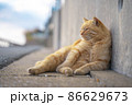 くつろいでいる港町の野良猫　【福岡県糟屋郡新宮町相島】 86629673