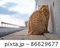 後ろ姿の港町の野良猫　【福岡県糟屋郡新宮町相島】 86629677