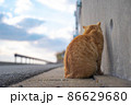 後ろ姿の港町の野良猫　【福岡県糟屋郡新宮町相島】 86629680