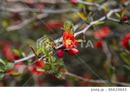Flowering Guince Chaenomeles speciosa x Chaenomeles. japonica in garden. bright red flowers on a bush in April Flowering Guince Chaenomeles speciosa x Chaenomeles. japonica in garden. bright red flowers on a bush in April 86629683