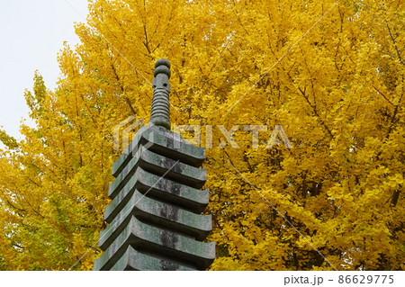 【中国三十三観音霊場】第五番　法界院の石塔とイチョウの黄葉2　岡山県岡山市北区 86629775