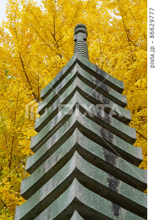 【中国三十三観音霊場】第五番　法界院の石塔とイチョウの黄葉4　岡山県岡山市北区 86629777