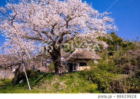 【新潟県】 佐渡島 法乗坊の種蒔き桜 4月 【新潟県】 佐渡島 法乗坊の種蒔き桜 4月 86629928