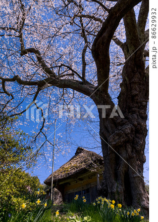 【新潟県】 佐渡島　法乗坊の種蒔き桜　4月 86629932