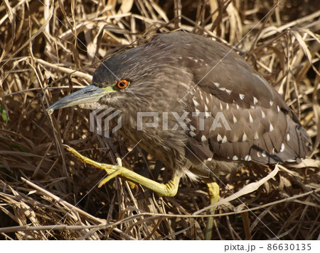 ゴイサギ幼鳥(福岡県糸島市にて) 86630135