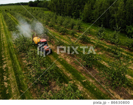 A red tractor sprays pesticides in an Apple orchard. A red tractor sprays pesticides in an Apple orchard. 86630800