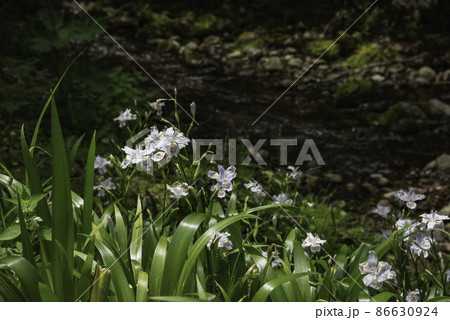 水辺に咲く「シャガ」 86630924