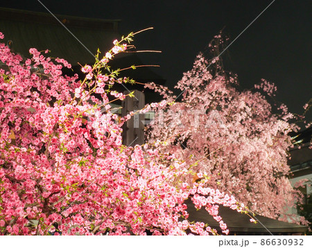東京板橋・南蔵院のしだれ桜ライトアップ 86630932