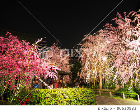東京板橋・南蔵院のしだれ桜ライトアップ 東京板橋・南蔵院のしだれ桜ライトアップ 86630933