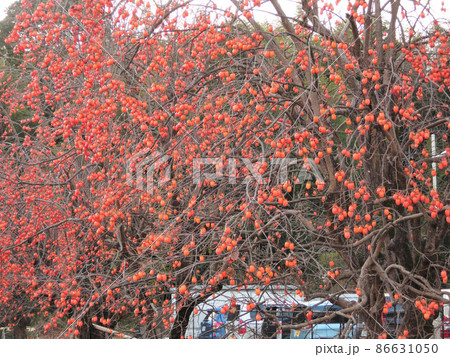 神功皇后陵（五社神古墳）の柿の木 86631050