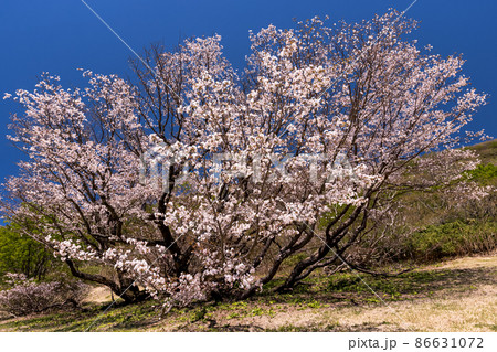 【新潟県】 佐渡島 地をはう千竜桜 5月 【新潟県】 佐渡島 地をはう千竜桜 5月 86631072
