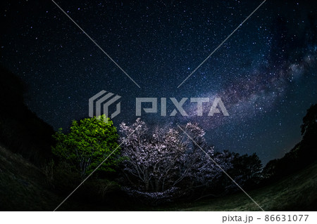 【新潟県】　佐渡島　千竜桜と天の川　5月の夜桜 86631077