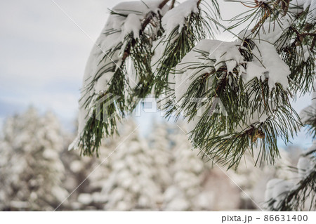 Splendid scenery in winter. Fantastic frosty morning in forest. snow-cowered pine trees under sunlight. Fantastic mountain highland. Amazing winter background. Wonderful Christmas Scene 86631400