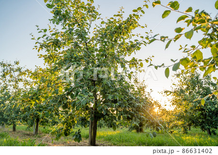 Orchard or garden of apple trees in the summer with blue sky and white clouds. Orchard or garden of apple trees in the summer with blue sky and white clouds. 86631402