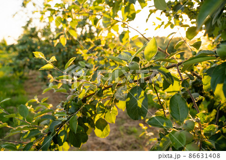 Orchard or garden of apple trees in the summer with blue sky and white clouds. Orchard or garden of apple trees in the summer with blue sky and white clouds. 86631408