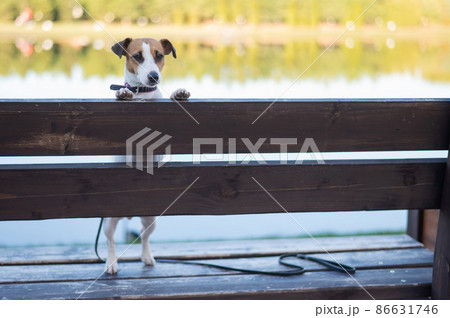 Lonely dog on a bench by the lake. 86631746