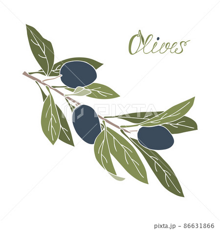 Olive branch hand drawn lettering doodle , no outline, boho style, isolated, white background. Olive branch hand drawn lettering doodle , no outline, boho style, isolated, white background. 86631866