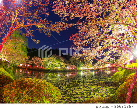千葉・茂原市の茂原桜まつり 千葉・茂原市の茂原桜まつり 86631867