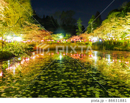 千葉・茂原市の茂原桜まつり 千葉・茂原市の茂原桜まつり 86631881