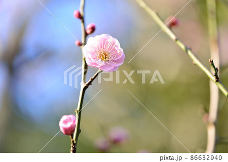 早春の暖かい日にピンクの梅の花が咲いている 早春の暖かい日にピンクの梅の花が咲いている 86632940