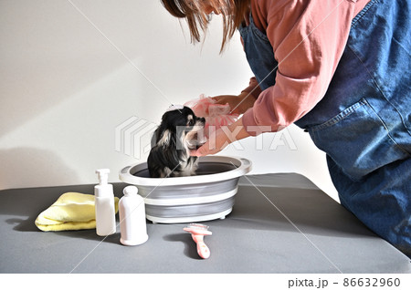 犬のお手入れをする女性 チワワ グルーミング 犬のお手入れをする女性 チワワ グルーミング 86632960