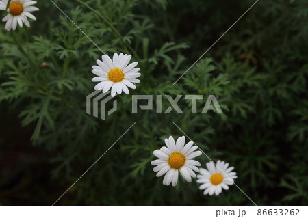 静かに咲くマーガレットの花 静かに咲くマーガレットの花 86633262