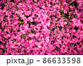 シバザクラ壁紙 86633598