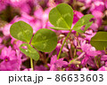 クローバーと芝桜 86633603