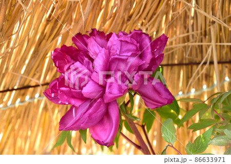 當麻寺奥院の寒牡丹の花 當麻寺奥院の寒牡丹の花 86633971