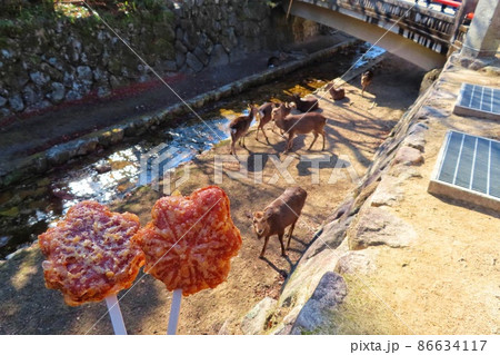 【広島県】宮島名物揚げもみじと鹿　厳島神社 86634117