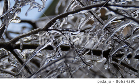 冬の雨で凍った枝 86634390