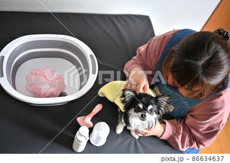 犬をタオルで拭く女性　チワワ　グルーミング 86634637
