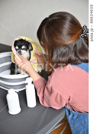 犬をタオルで拭く女性 チワワ グルーミング 犬をタオルで拭く女性 チワワ グルーミング 86634639