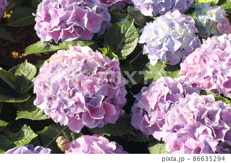 Beautiful purple hydrangea flowers blooming in the garden. Beautiful purple hydrangea flowers blooming in the garden. 86635294