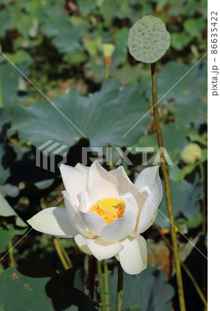 カンボジアシェムリアップ周辺の蓮の花 86635422
