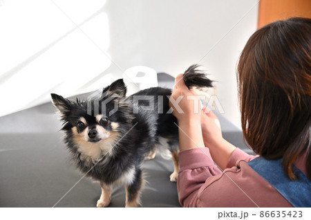 犬の肛門腺絞りをする女性 チワワ グルーミング 犬の肛門腺絞りをする女性 チワワ グルーミング 86635423