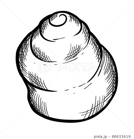 Stylized illustration of shell. Marine fauna and wildlife. Stylized illustration of shell. Marine fauna and wildlife. 86635619