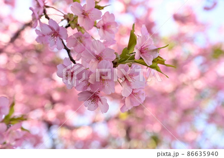 河津桜のアップ 86635940