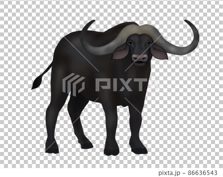 アフリカスイギュウのイラスト 86636543