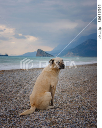 antalya, turkey, winter walk by the mediterranean sea 86636546