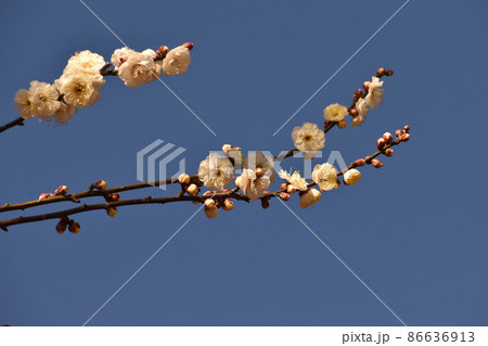 青空を背景に咲く早春の白梅 86636913